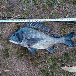 本日チヌ(クロダイ)釣れました